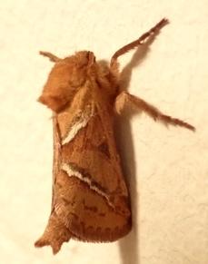 Triodia sylvina